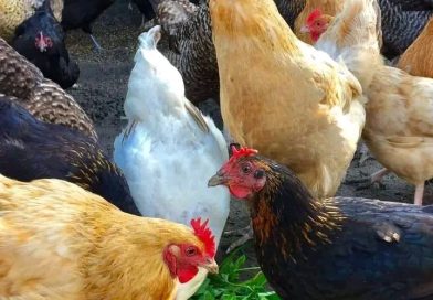 FUM to launch project in Balaka