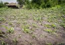 Weathering the storm: Lessons from cyclones and floods