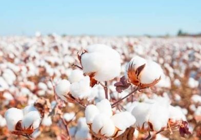 Local solutions drive big gains in cotton production
