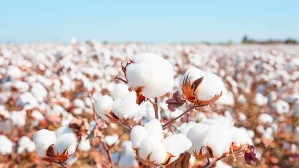 Local solutions drive big gains in cotton production